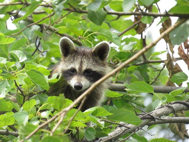 Street Smart Raccoons | Seattle Area Family Fun Calendar | ParentMap